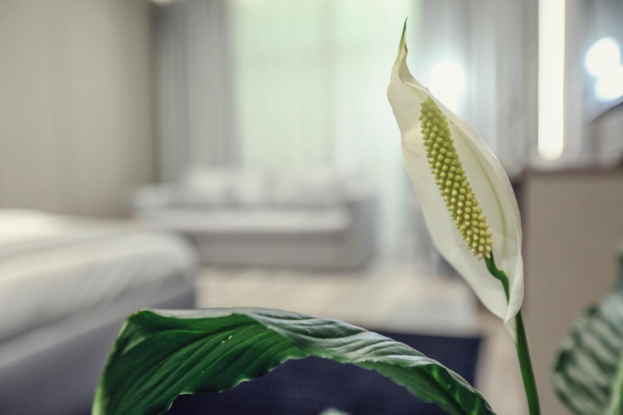 Hotel Dirista Shkodër Dış mekan fotoğraf